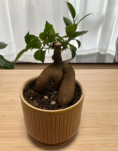 皆さん植物は好きですか？