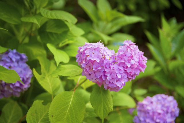 ハートの紫陽花