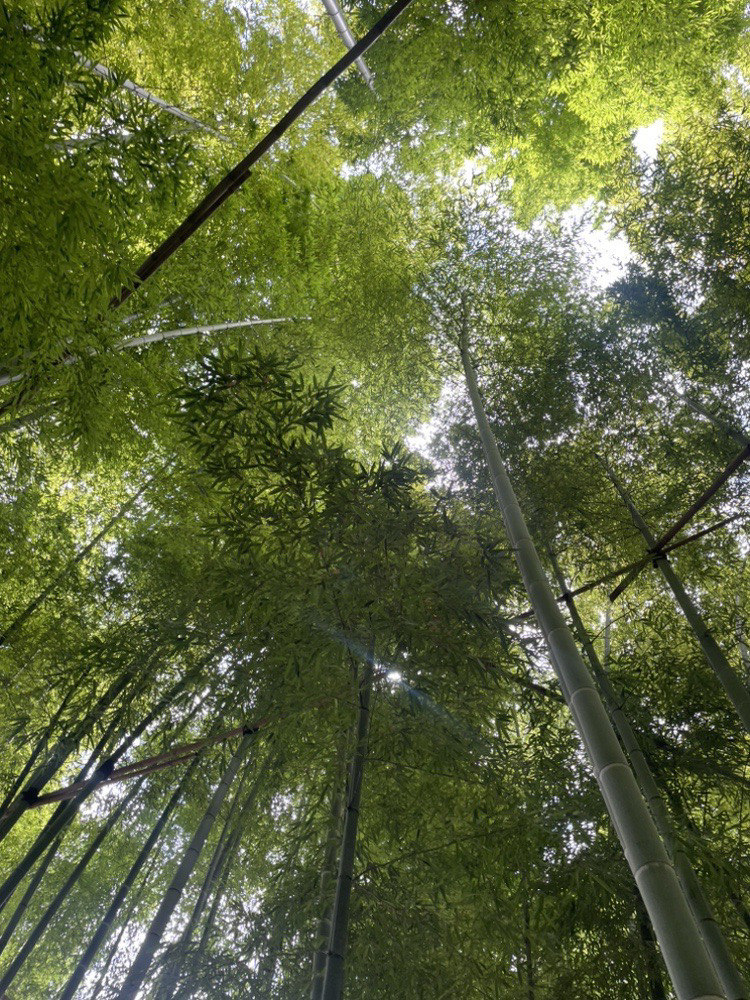 報国寺に行きました。