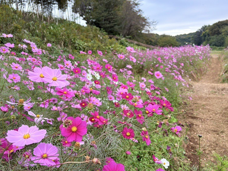 コスモスの花ことば