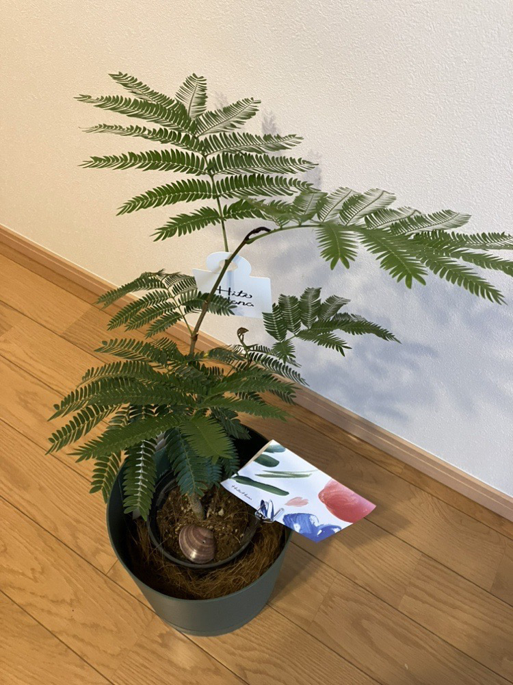 みなさん、観葉植物は好きですか？