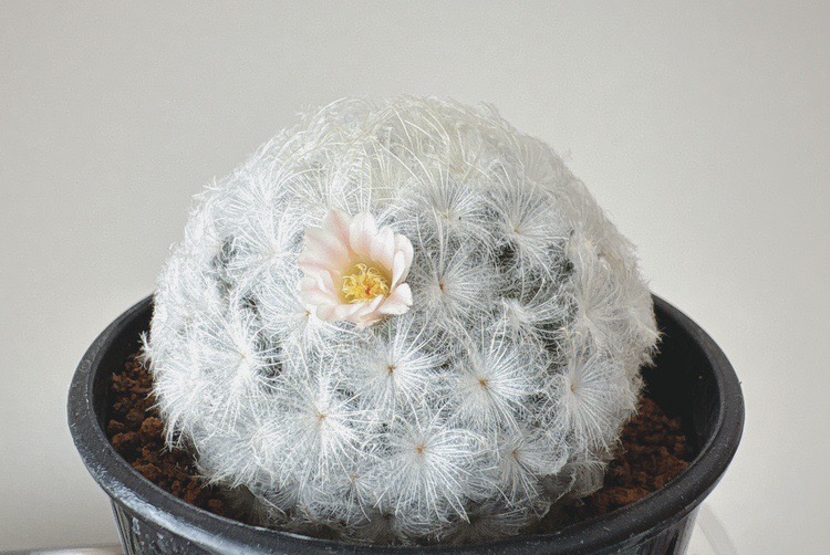 サボテンのお花