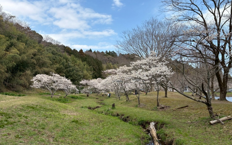 桜が咲いていました