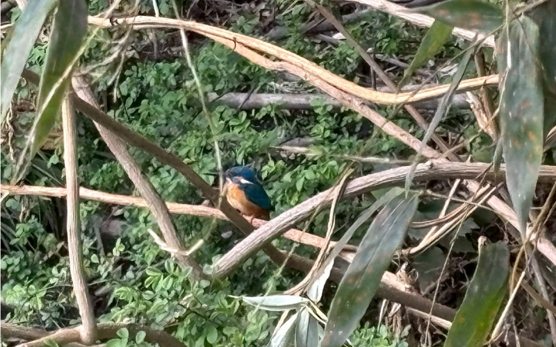 桜が咲いていました