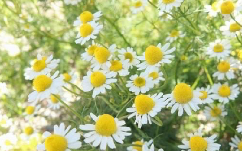 アズノール軟膏の鮮やかな色の由来