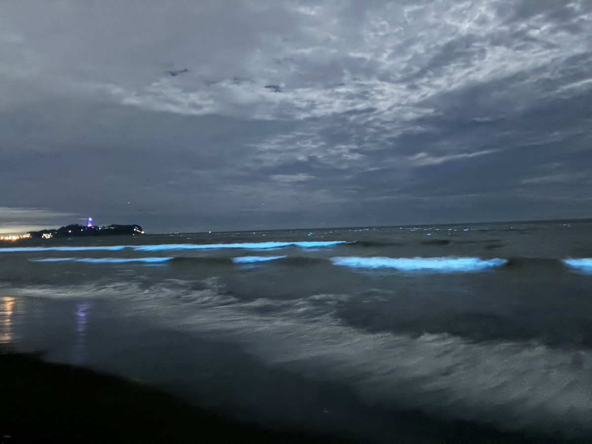 「夜光虫」を見ることができました