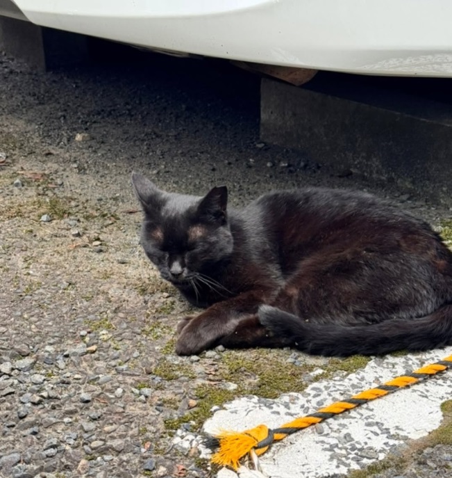 訪問先で出会う、かわいい猫ちゃん